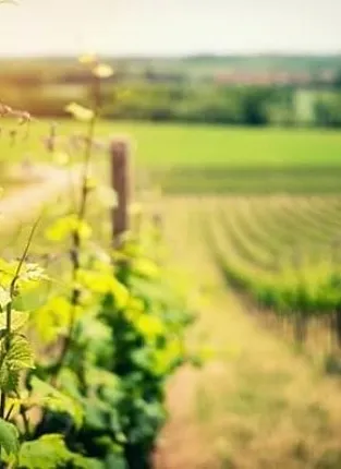 CellarMaster. Дегустация на Бауманской