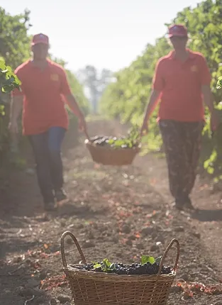 Исконно русское: дегустация российских автохтонов