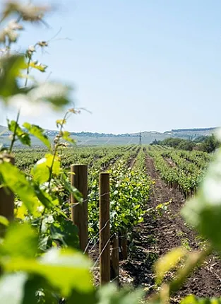 Мастер-класс от студии "Клевер"