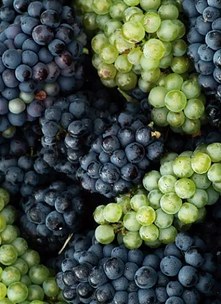 "Что? Где? Вино!" Винный квиз от Wine Activity